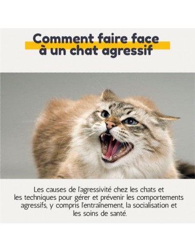 Comment faire face à un chat agressif 