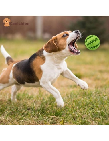 Balle pour chien 3 en 1 | Dentiball™ 