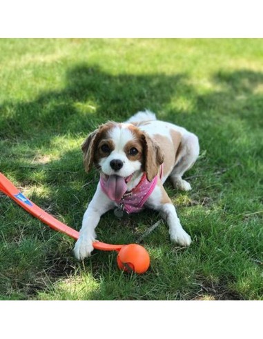 Lanceur de balle pour chien | WoofBlaster™ 