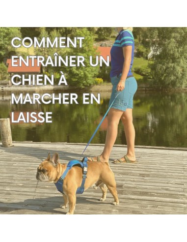 Ebook - COMMENT ENTRAÎNER UN CHIEN À MARCHER EN LAISSE 