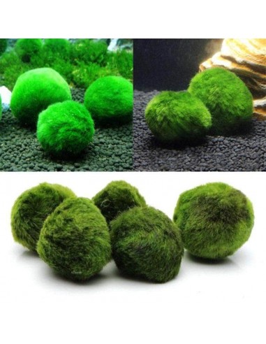 Cladophora boules de mousse Marimo plantes vivantes pour crevettes x5 