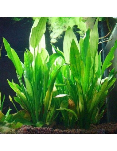 Plante artificielle herbe en plastique décoration pour aquarium 